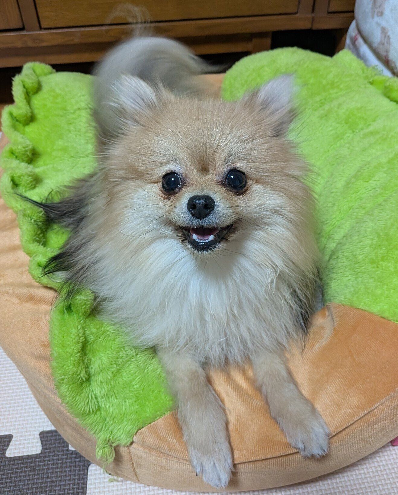 1才3カ月のポメラニアン