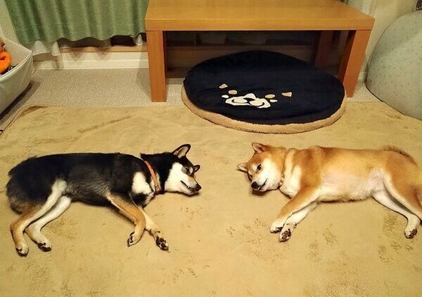 まったりするわさびちゃん、くろ吉くん