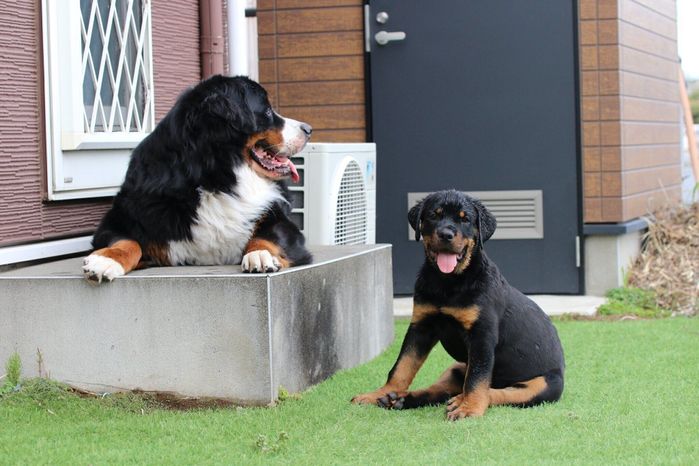 セドリックくんとタイカンくん