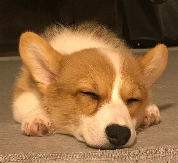 眠るもなかちゃん