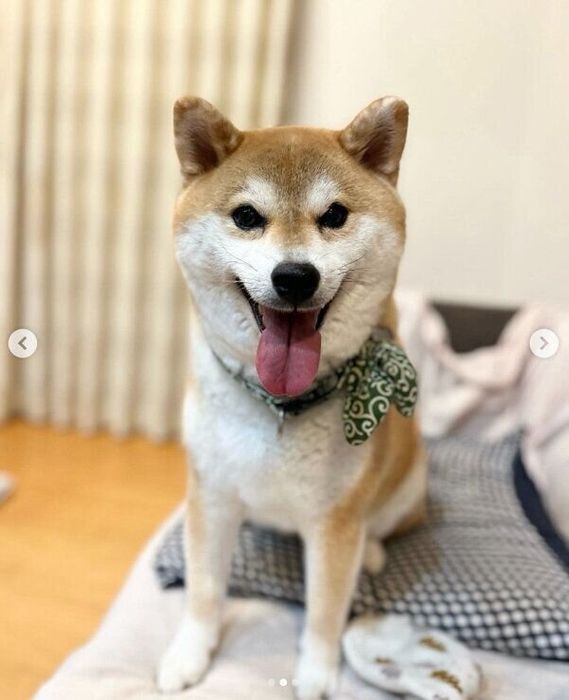 笑顔が可愛いラテくん