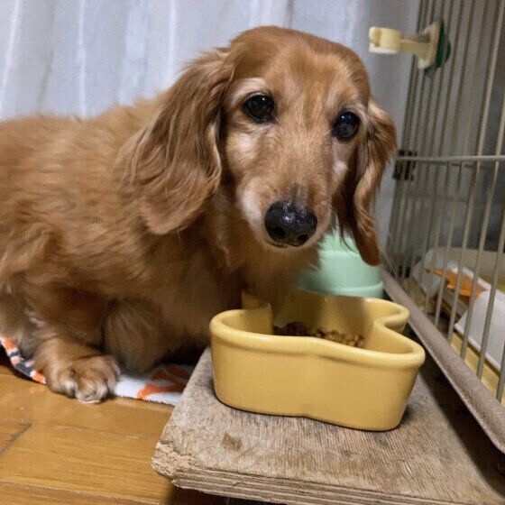 シニア犬を喜ばせてあげたい！ 飼い主にできることを獣医師に聞いた いぬのきもち