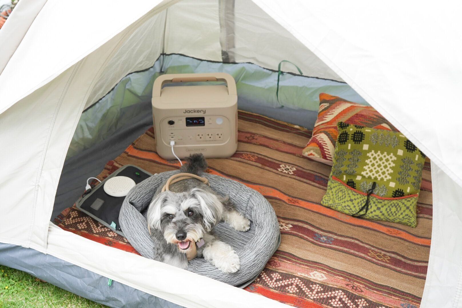 犬とお出かけ　キャンプ　ドッグラン　愛犬の酷暑対策　暑さ対策　　Jackery　ジャクリ　ポータブル電源　クールベッド