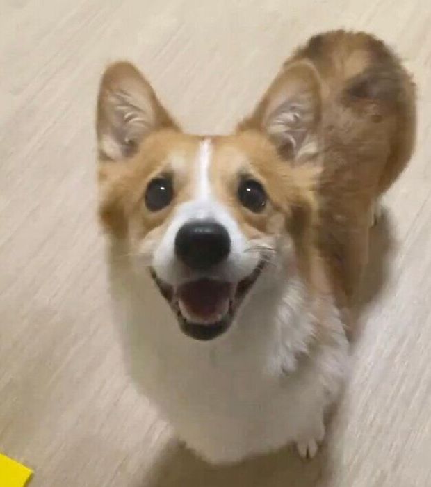 ニコニコ笑顔がかわいいせこむちゃん