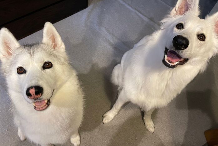 一緒に暮らす先住犬のアーニャちゃん(写真左)とノルンちゃん(写真右)