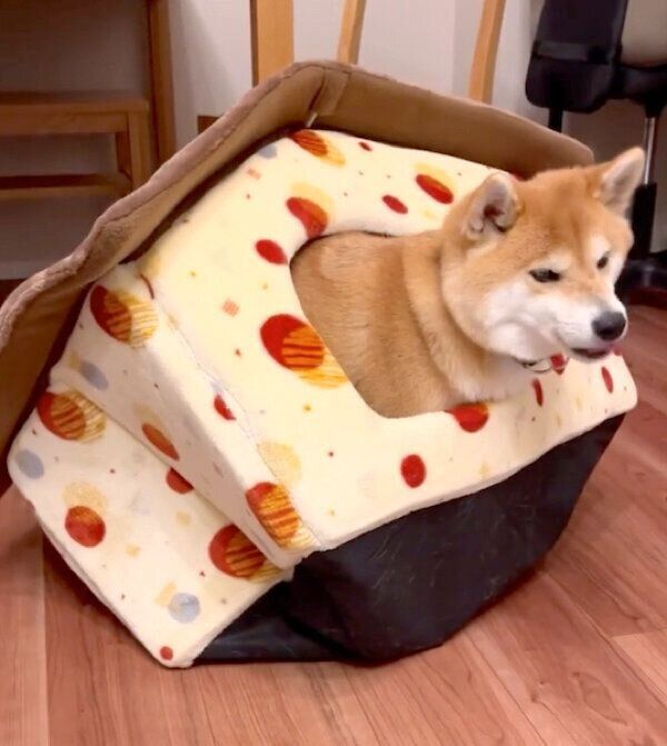 別荘の中に入る文太くん