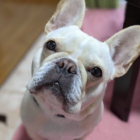 フレンチ・ブルドッグのBUZZくん♪