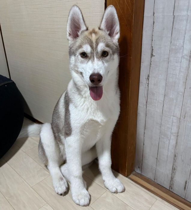 生後5カ月のころに撮影したきなこちゃん