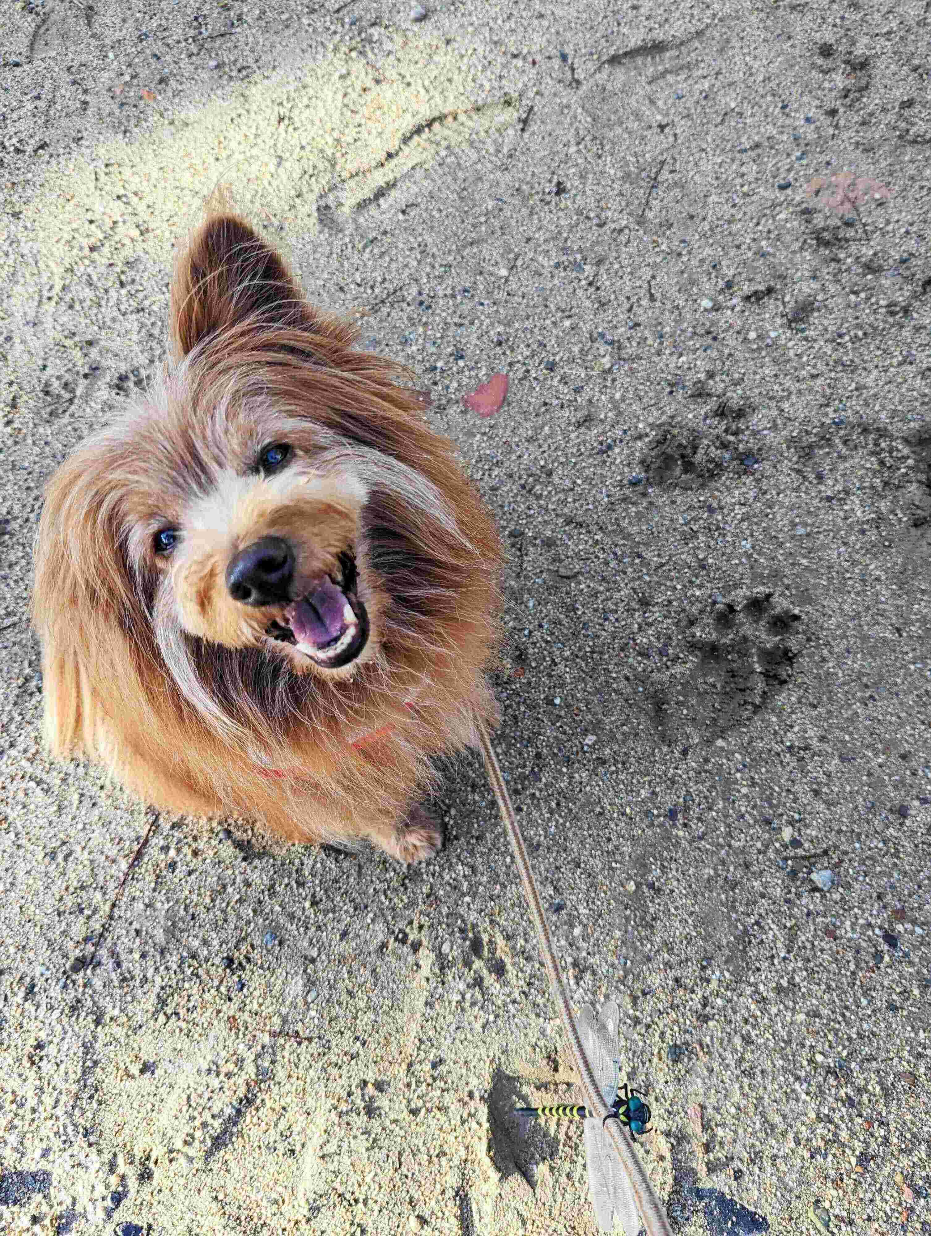 大型犬の足跡とミックス犬