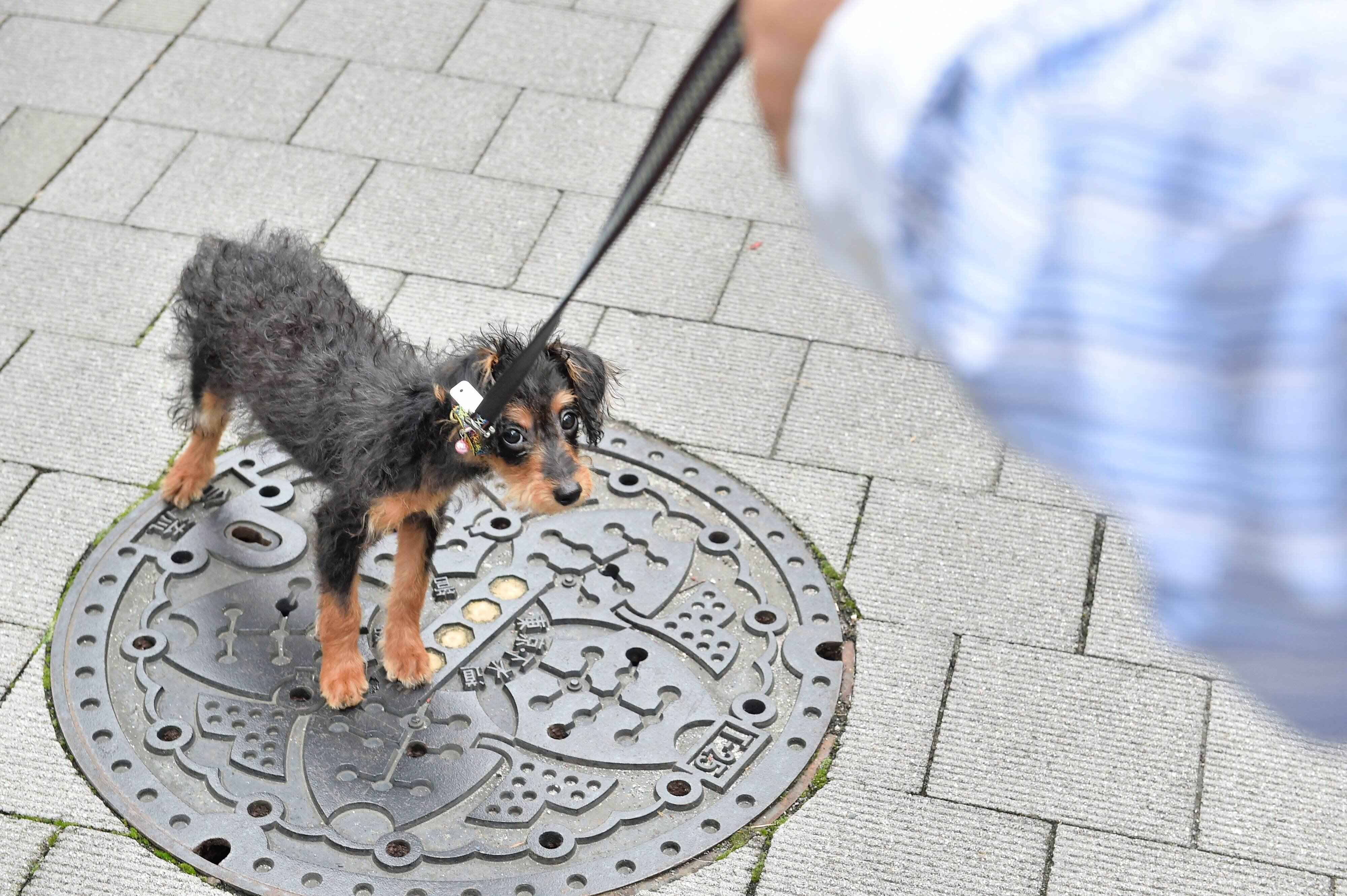 犬の 番犬 しつけはもう時代遅れ 最新科学にもとづいた 現代 のしつけと その未来 いぬのきもちweb Magazine