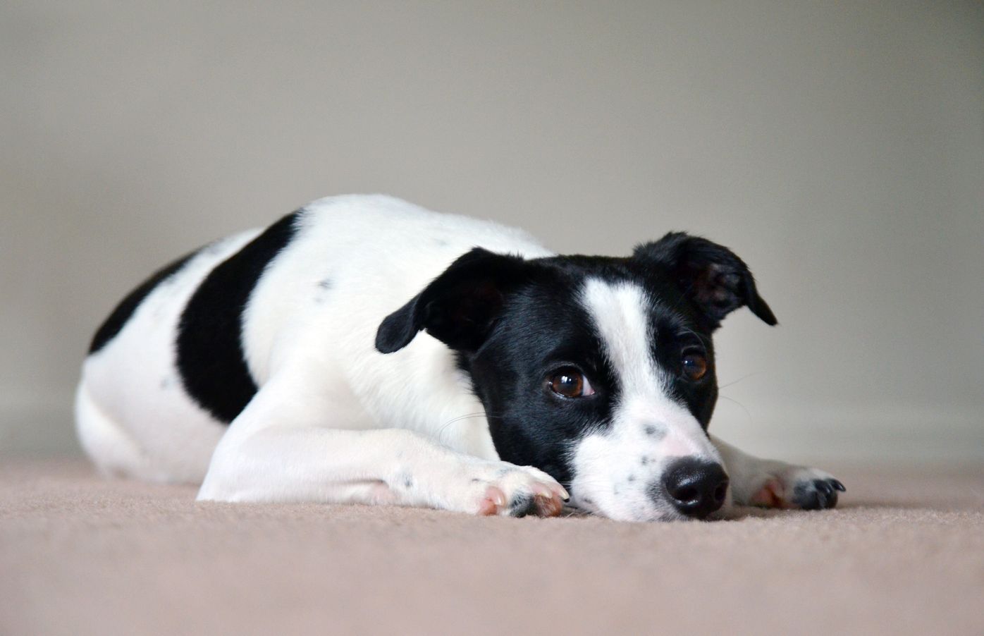 わざとかも 犬がトイレでの排泄を失敗する原因と対処法 いぬのきもちweb Magazine わざとかも 犬がトイレでの排泄を失敗する原因と対処法 いぬのきもちweb Magazine