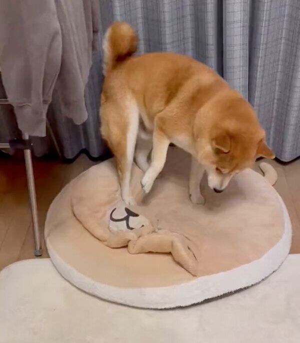 柴ドラを整えるさすけくん