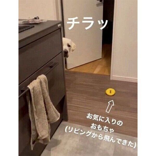 飼い主さんに視線を送るイソくん