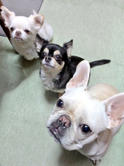 一緒に暮らしているりくくん(写真上)とだいくん(写真下) 3頭ともかわいすぎる
