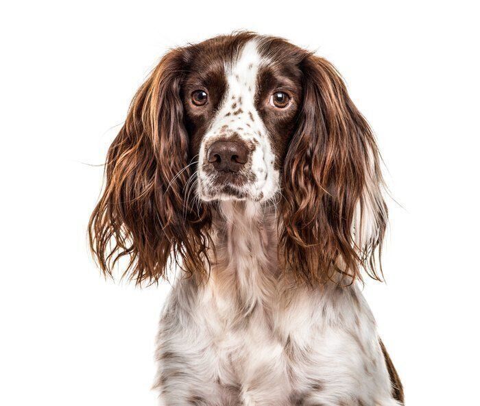 レノックス(スパニエル犬) Jewelled Springer Spaniels レノックス(スパニエル犬) Jewelled Springer Spaniels