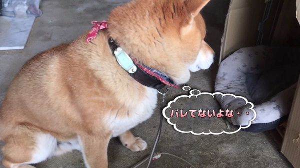 挙動不審になってしまう柴犬