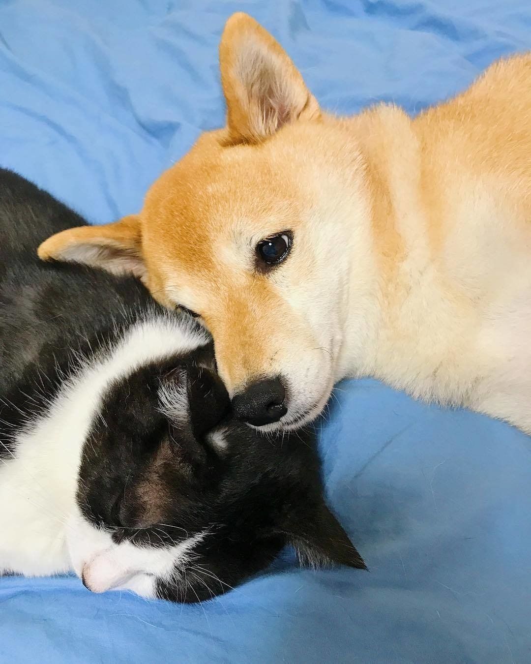 寄り添う犬と猫