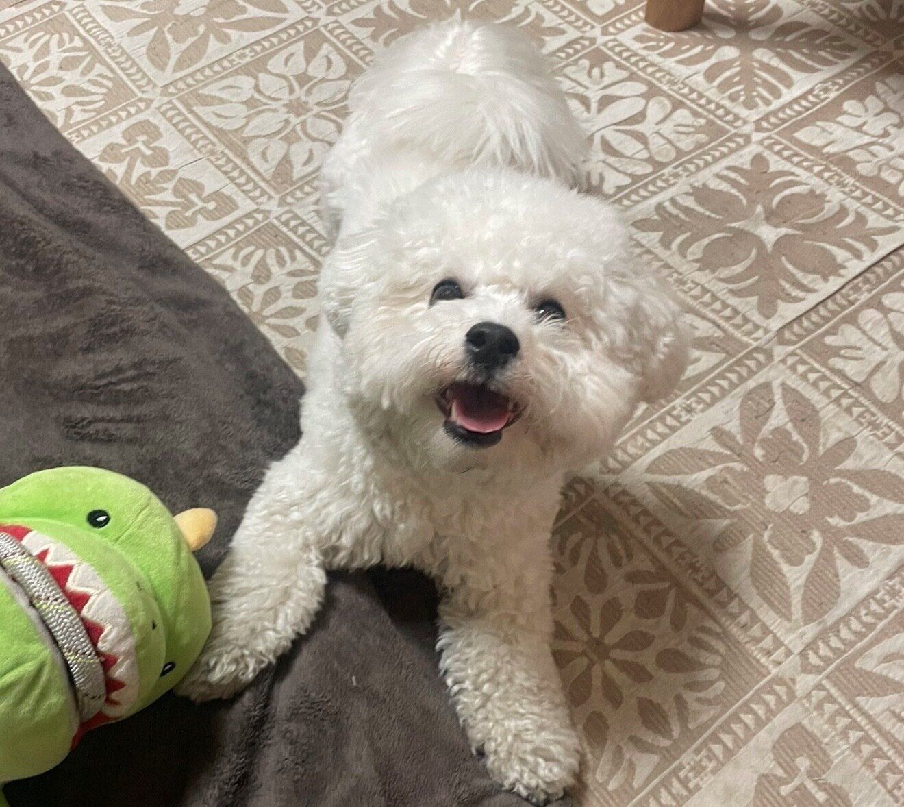 ニコニコ笑顔が可愛いノワちゃん