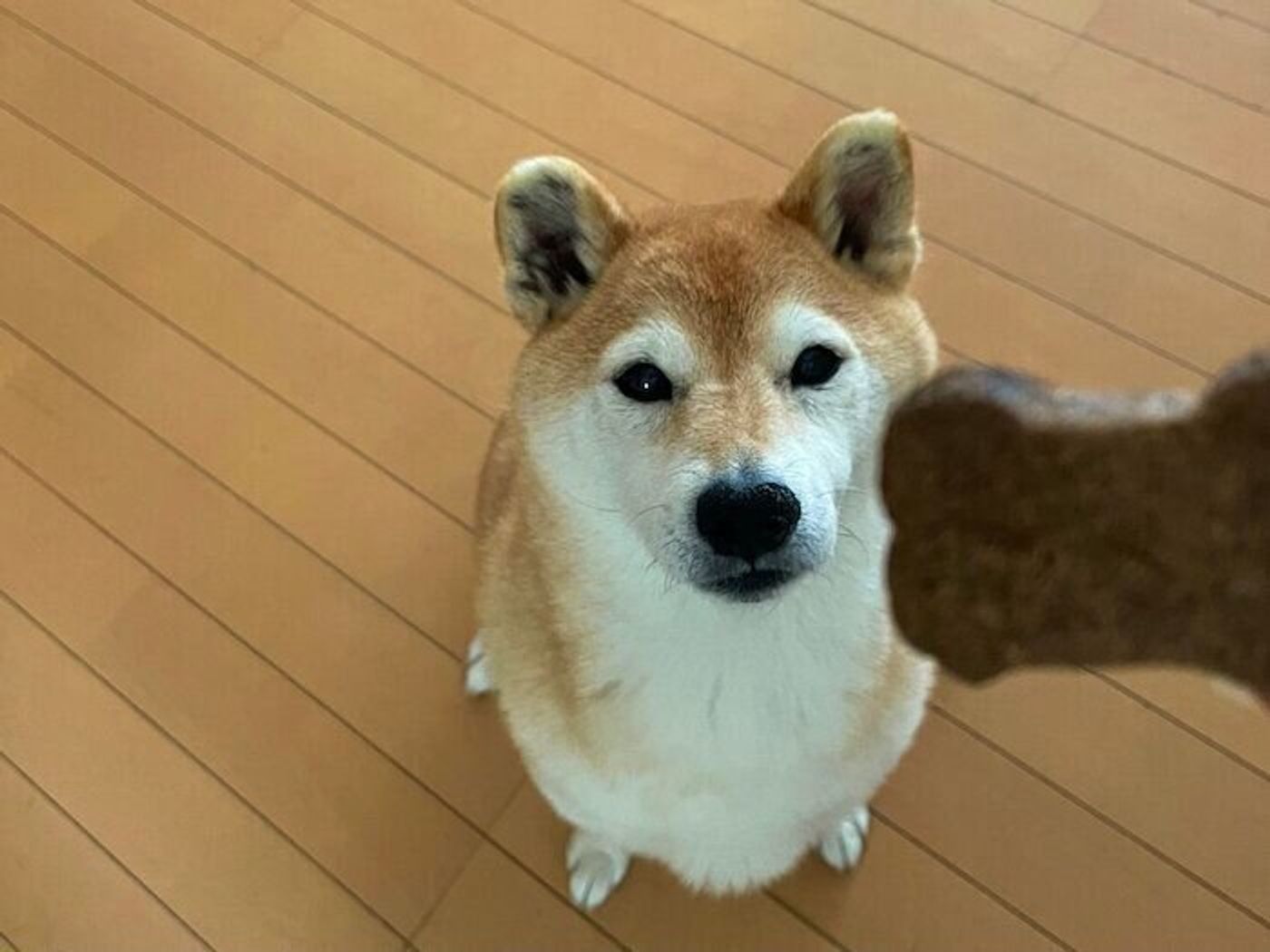 梅雨入りでマロたんもアンニュイに 狭い場所に挟まってだらんとしていたけどおやつでやる気に いぬのきもちweb Magazine 梅雨入りでマロたんもアンニュイに 狭い場所に挟まってだらんとしていたけどおやつでやる気に いぬのきもちweb Magazine