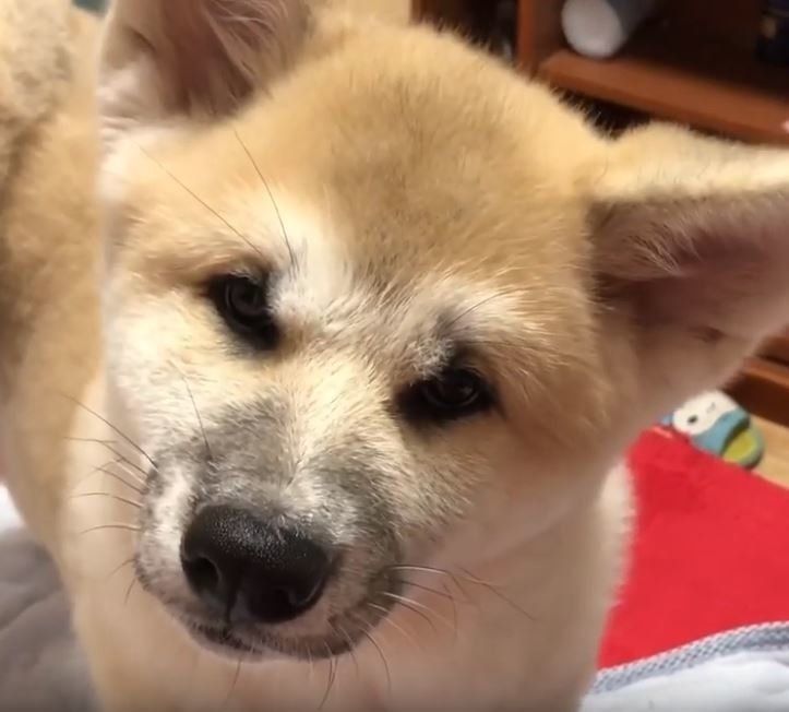 秋田犬の子犬