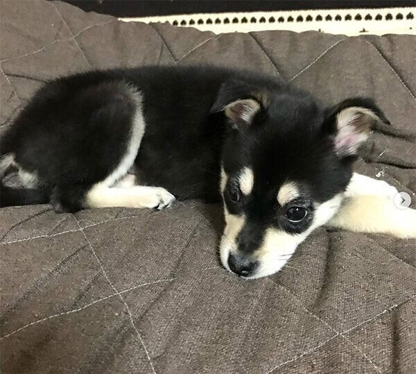 伏せをするまろちゃん