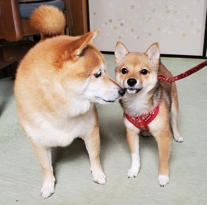 ここちゃんを家族に迎えて3日目の光景