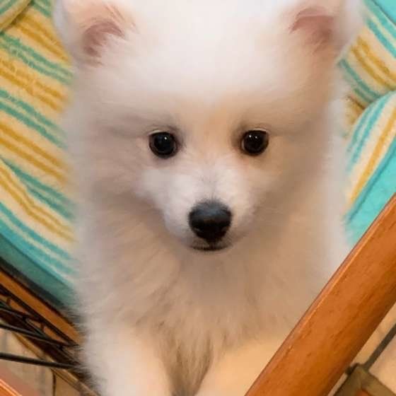 日本スピッツの六花ちゃん