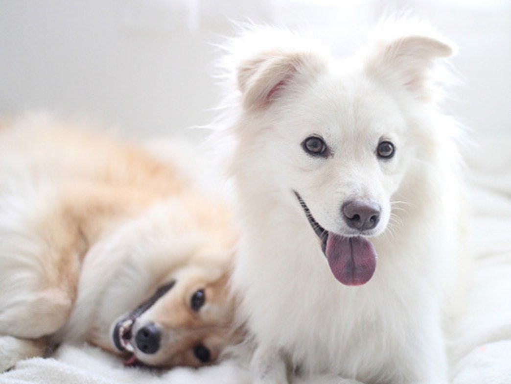 犬たちの警戒心と記憶力 穴澤賢の犬のはなし いぬのきもちweb Magazine 犬たちの警戒心と記憶力 穴澤賢の犬のはなし いぬのきもちweb Magazine