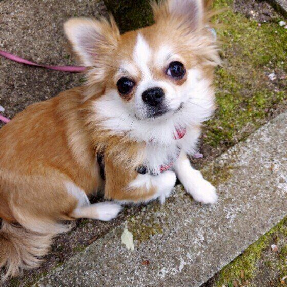 チワワのてまりちゃん♪