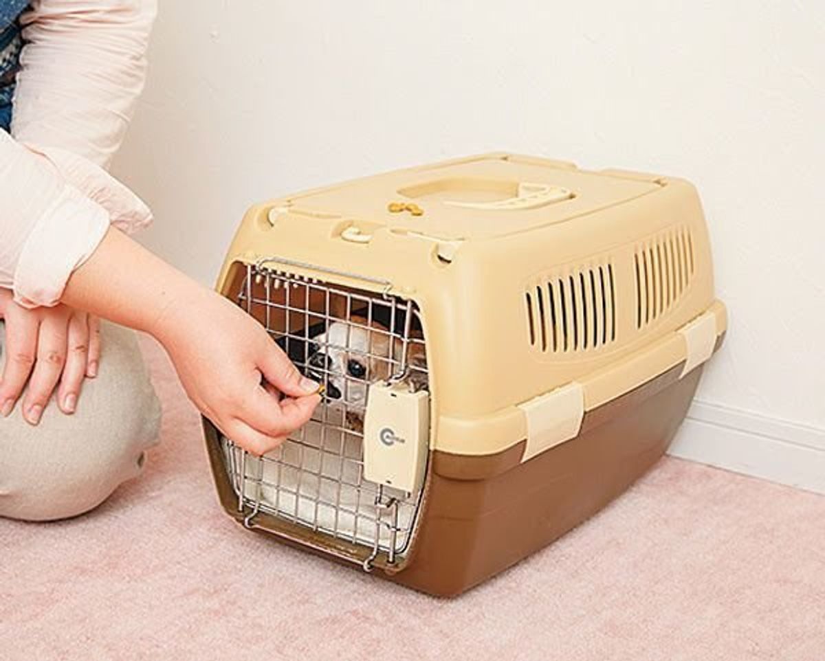 犬も安心 1時間程度の留守番でも愛犬をクレートに入れよう いぬのきもちweb Magazine 犬も安心 1時間程度の留守番でも愛犬をクレートに入れよう いぬのきもちweb Magazine
