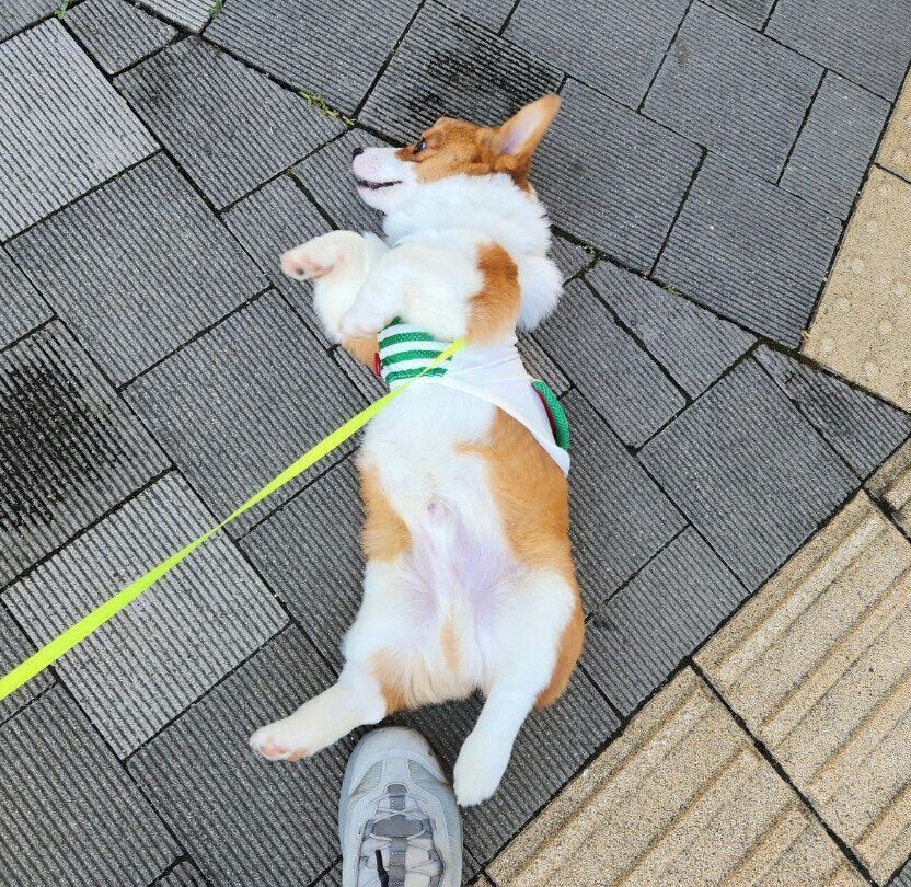 散歩中にヘソ天するうにくん