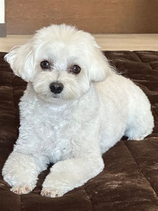 キュートなるいくん