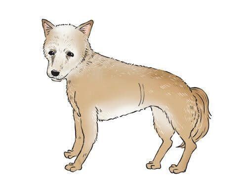 ミドルよろよろ歩きの犬