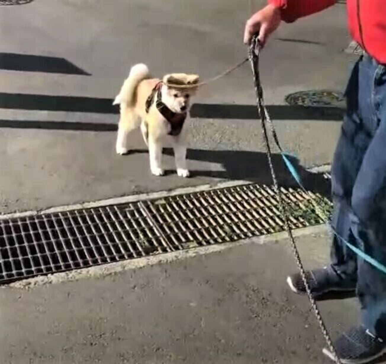 祝 秋田犬の子犬がお散歩デビュー 張り切るかと思いきや 側溝 に遭遇して いぬのきもちweb Magazine 祝 秋田犬の子犬がお散歩デビュー 張り切るかと思いきや 側溝 に遭遇して いぬのきもちweb Magazine