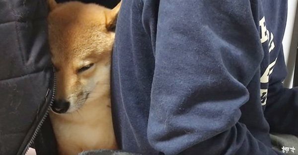 ウトウトする柴犬