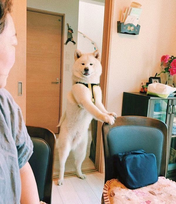 人間のような立ち姿をする任三郎くん