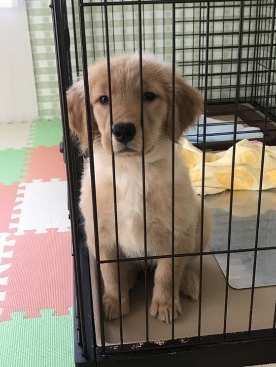 サークルの中にいる子犬