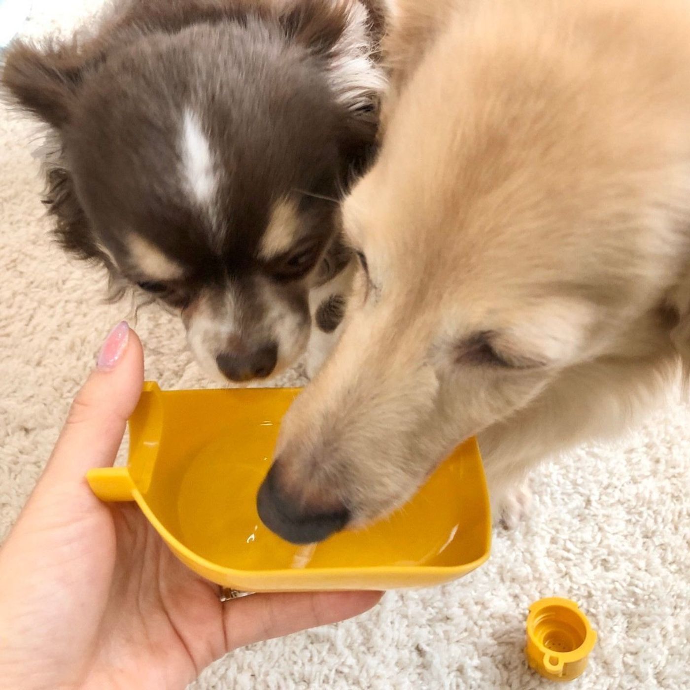 犬の散歩に セリア お出かけ給水器 マナーキャップ 体験レポ いぬのきもちweb Magazine 犬の散歩に セリア お出かけ給水器 マナーキャップ 体験レポ いぬのきもちweb Magazine