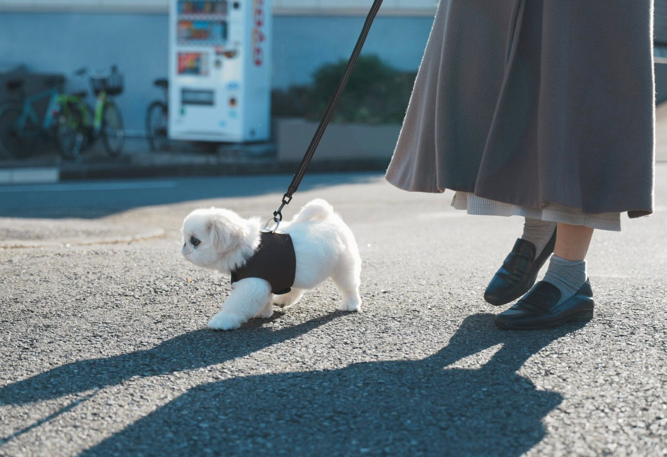 初めてのお散歩をするぬん坊くん