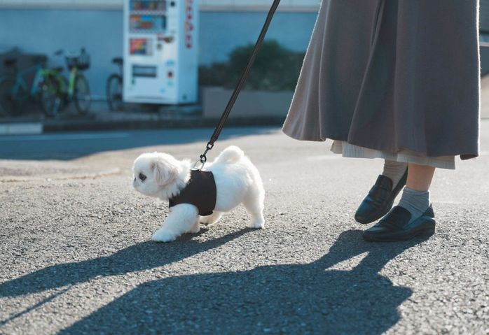 初めてのお散歩をするぬん坊くん
