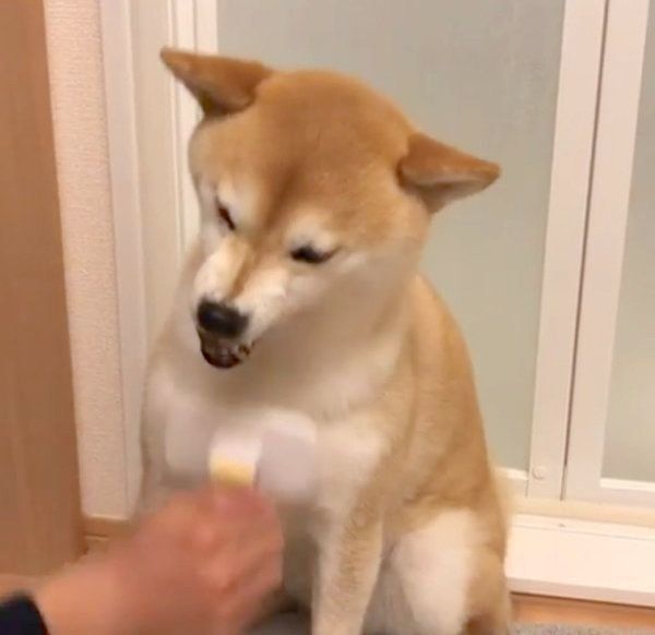 ブラッシングをされる柴犬