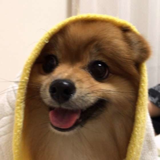 微笑むポメラニアン