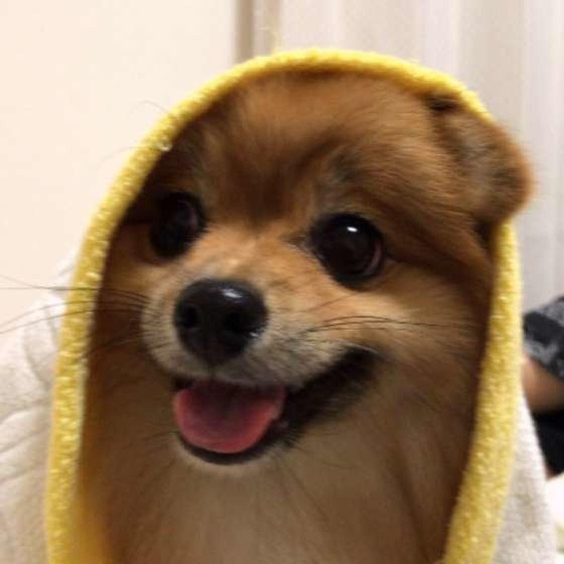 タオル タバコ ホコリや人の髪まで 犬の誤食 どうしたらいい いぬのきもちweb Magazine タオル タバコ ホコリや人の髪まで 犬の誤食 どうしたらいい いぬのきもちweb Magazine