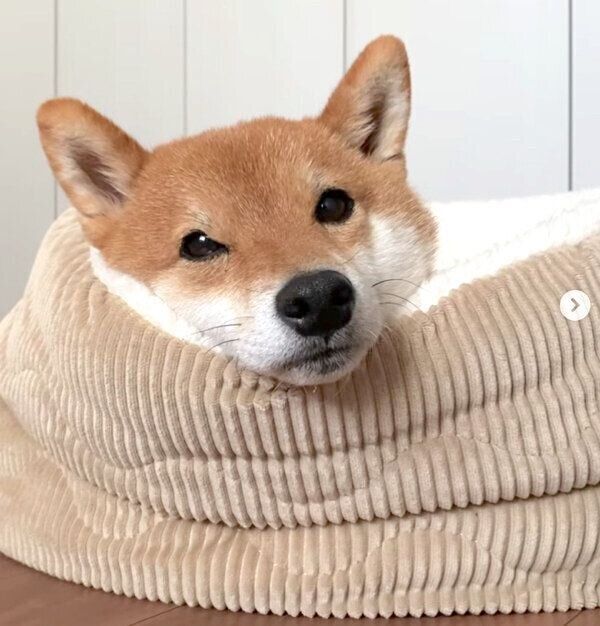 くつろぐ豆助くん