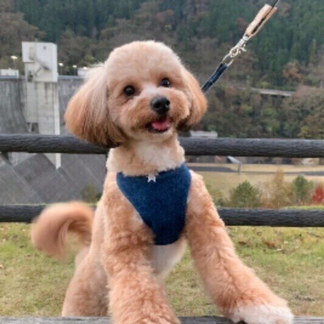 あくびや手足を舐める 犬の転位行動 ってナニ 獣医師に聞いてみた いぬのきもちweb Magazine あくびや手足を舐める 犬の転位行動 ってナニ 獣医師に聞いてみた いぬのきもちweb Magazine