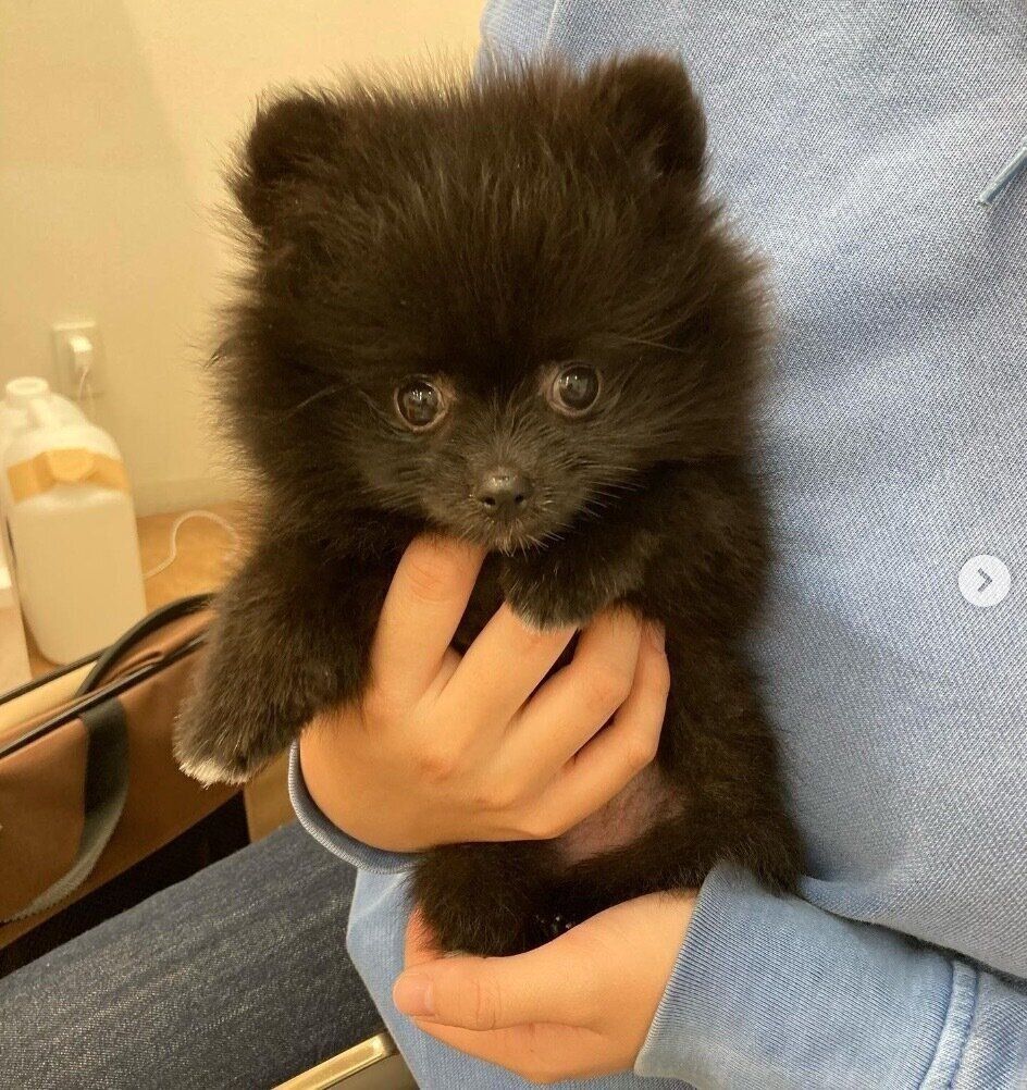 生後3カ月の子犬をお迎えしてから1年が経過 見た目の成長だけでなく