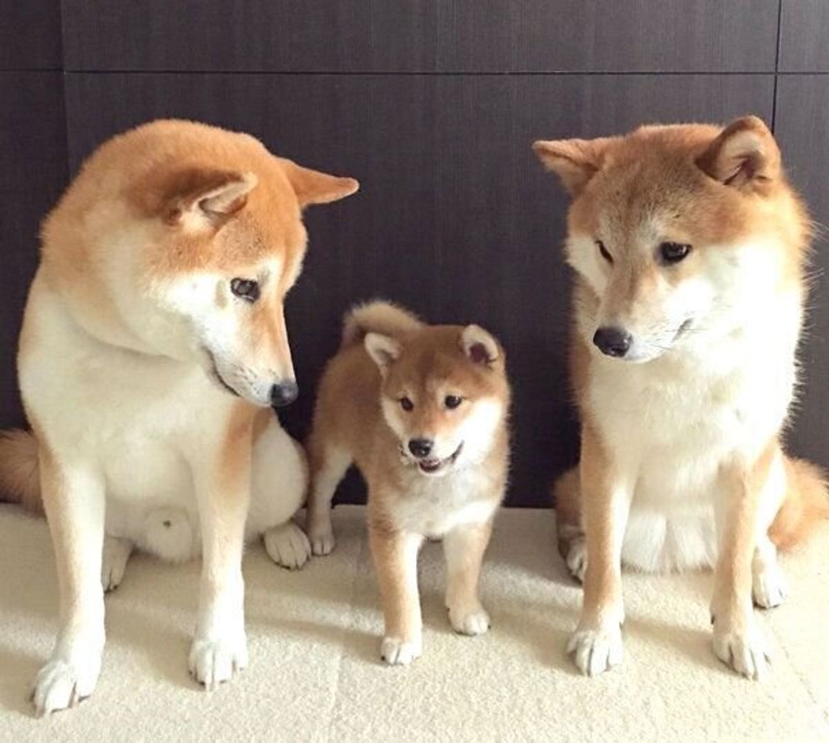 初シャンプーを怖がる柴の子犬の声を聞き 駆けつける兄犬たちが最高だった あれから2年 柴兄弟は いぬのきもちweb Magazine 初シャンプーを怖がる柴の子犬の声を聞き 駆けつける兄犬たちが最高だった あれから2年 柴兄弟は いぬのきもちweb Magazine