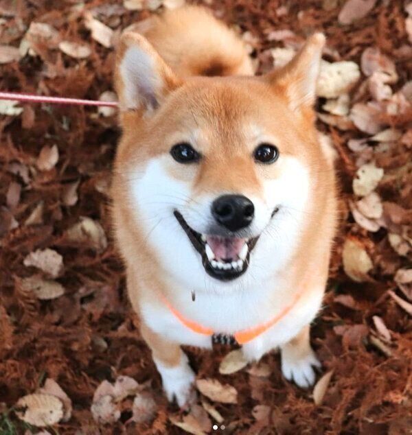 笑顔のペロルちゃん