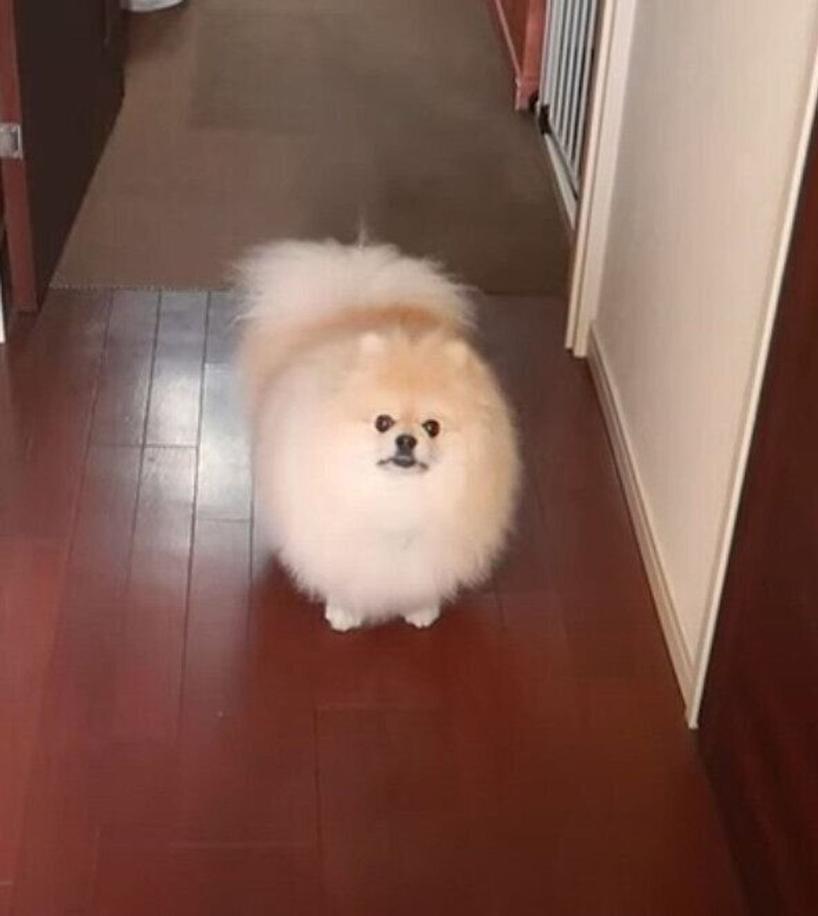 このニオイは 外から漂ういい香りが気になって仕方がないポメラニアン いぬのきもちweb Magazine このニオイは 外から漂ういい香りが気になって仕方がないポメラニアン いぬのきもちweb Magazine