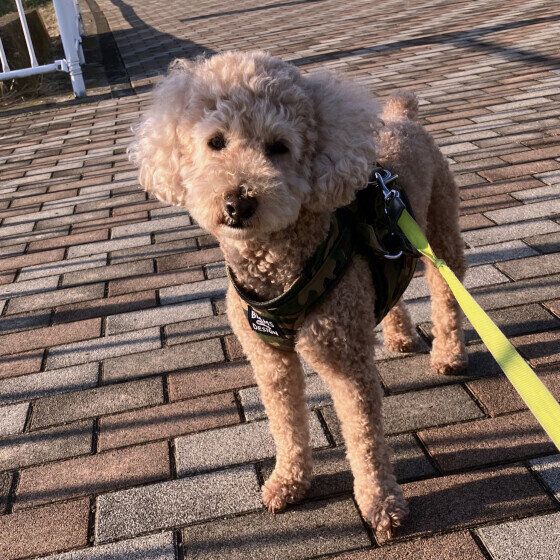 散歩中のトイプードル